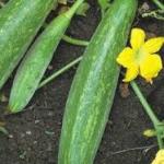 CUCUMBER REMIK CHIBHADA -50GM