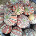 MUSK MELON REMIK SAKAR 50 GM