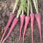 FB-NANTES CARROT SEEDS – 50 GM(Pack of 10)