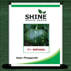 Pumpkin Nirvana F1 50GM ( PACK OF 2 )