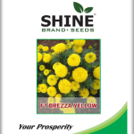 SHINE MARIGOLD F1- BREZZA YELLOW SEEDS (10000 seeds)